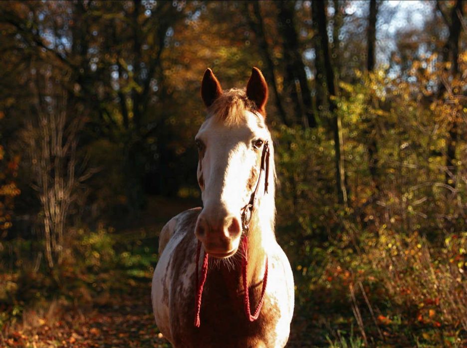 Lekcje jazdy konnej i pensjonat koni