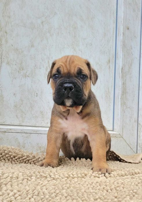 Cane Corso ZKwP/FCI oddział Wrocław