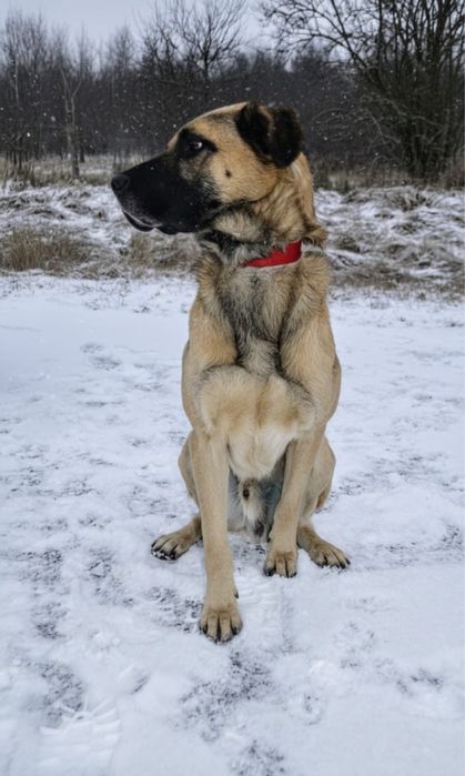 Cudowny pies już tak długo czeka na dom…
