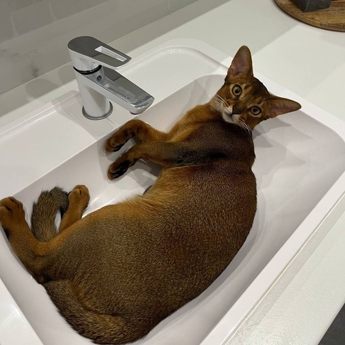 Абісинські кошенята