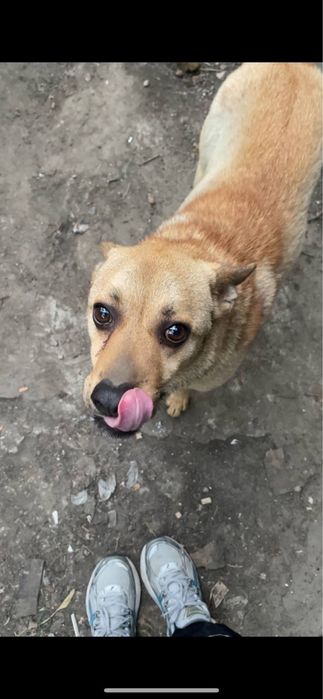 Отдам собаку в хорошие руки — кобель, 5 лет, Днепр