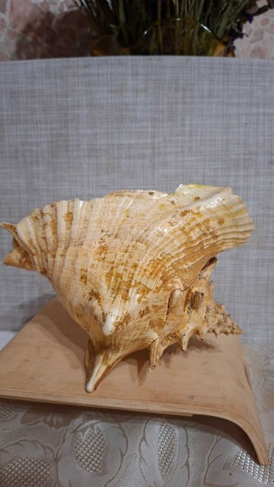Продам  мушлі Стромбуса та Рапана