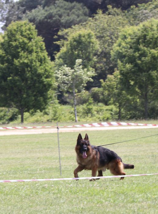 Pastor alemão qualidade