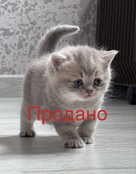 Шотландская вислоухая віскас