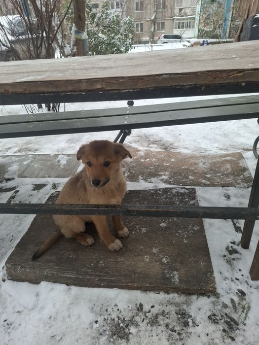 Прилаштовуються стерелізовані ,вакціновані цуценята  .