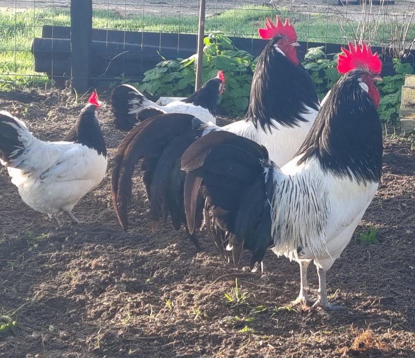 Lakenvelder por reserva