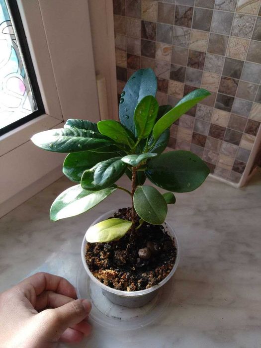 Фікуси молоді, здорові, гарні.