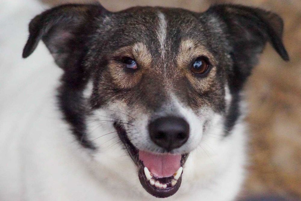 Łaciatek Marshall szuka wspaniałego domu!