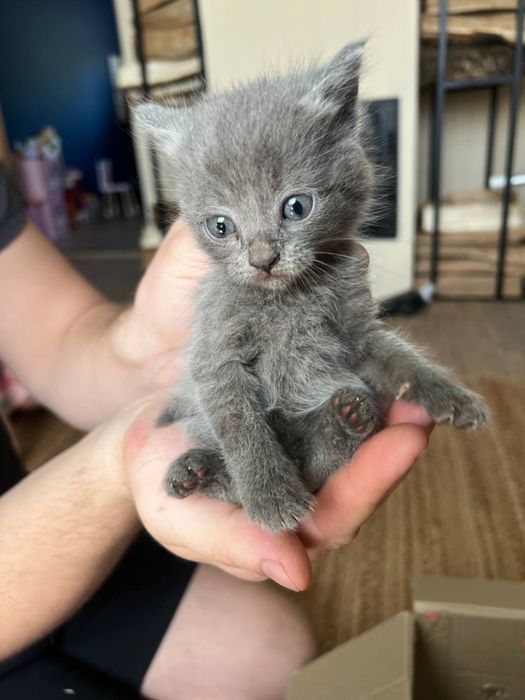 Кошенятя. Котята. Безкоштовно. Харків. Солоницівка