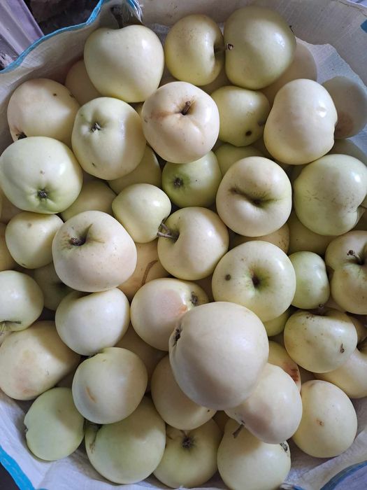 Orzechy Włoskie ZIELONE i Różne Owoce