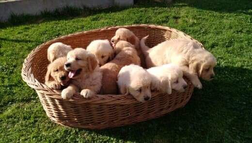 Szczeniak Golden Retriever