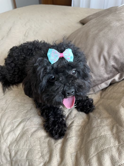 Mini suczka cavapoo do odbioru
