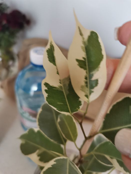 Фикус Де Гантель и  Старлайт