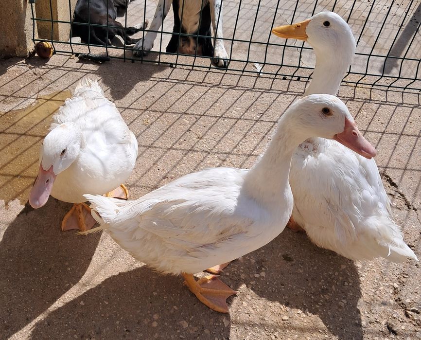 3 patos brancos adultos