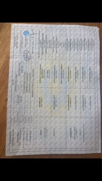 Французський бульдог, крем, вязка