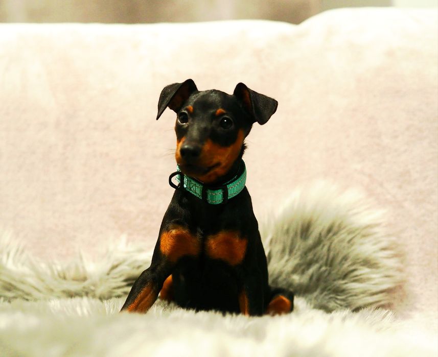 _ Piesek _Pinczer miniaturowy ZKwP FCI _ _  wyprawka  _ przebadane