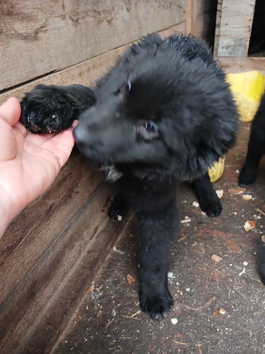 Цуценята безкоштовно