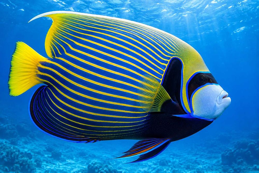 Ryba Pomacanthus imperator dorosły XL FLUOLAMPS.PL WYSYLKI