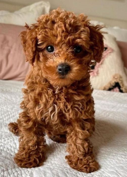 Хлопчик той пудель