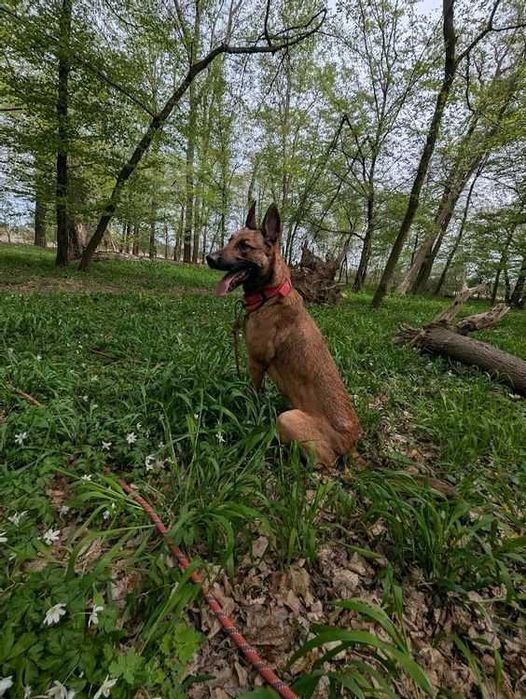 Młoda suczka Falka w typie owczarek belgijski malinois do adopcji!