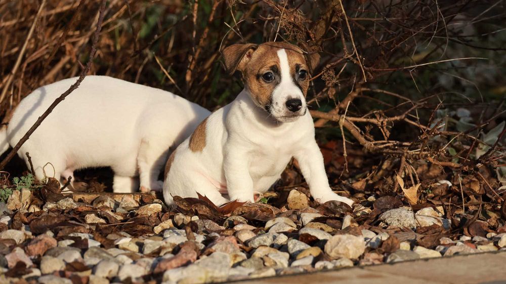 Jack Russell Terrier PIESEK od"BREFIO"/badania genet./odbiór