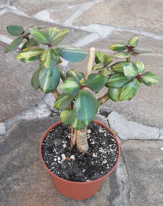 Красулы Лемон лайм, Альба, Солана.