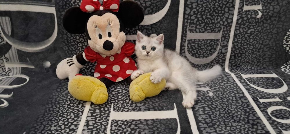 Шотландский котёнок модного окраса серебристая шиншилла.