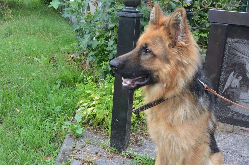 Продаються цуценята німецької вівчарки