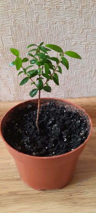 Комнатный мирт, миртовое дерево