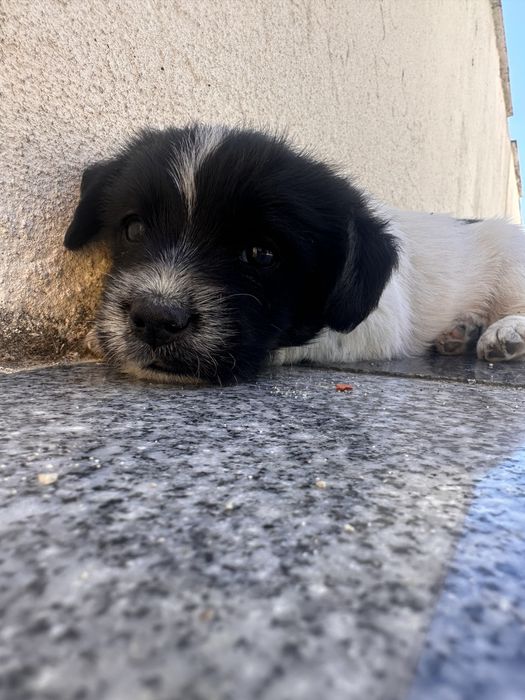 Cachorro para adoção