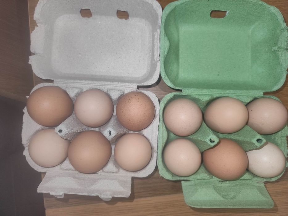 Ovos de galinha galados