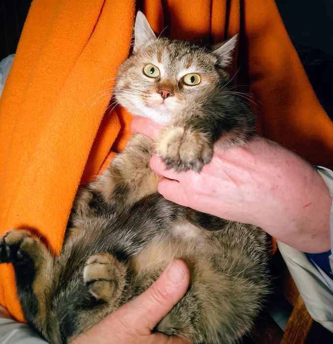 Кошечка ищет дом