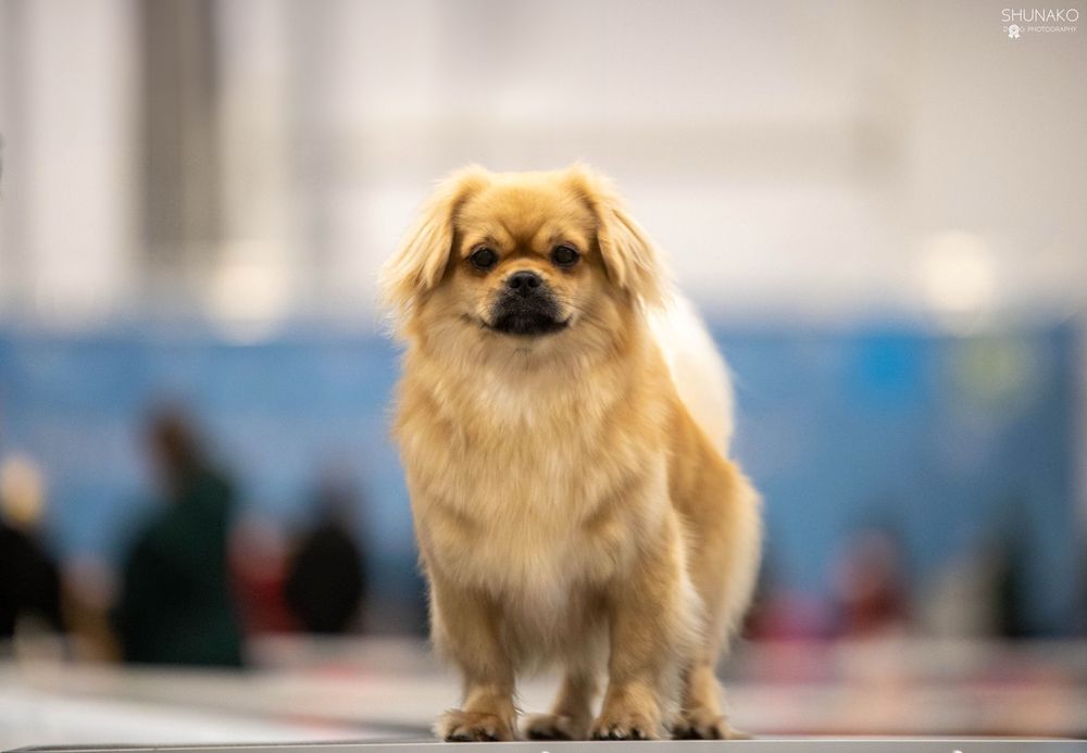 Spaniel Tybetański szczeniak ZKWP FCI