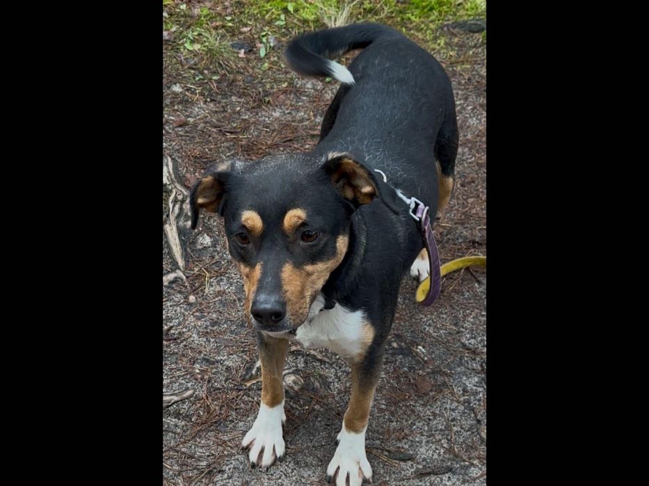 Cudowna Mokka szuka domu.