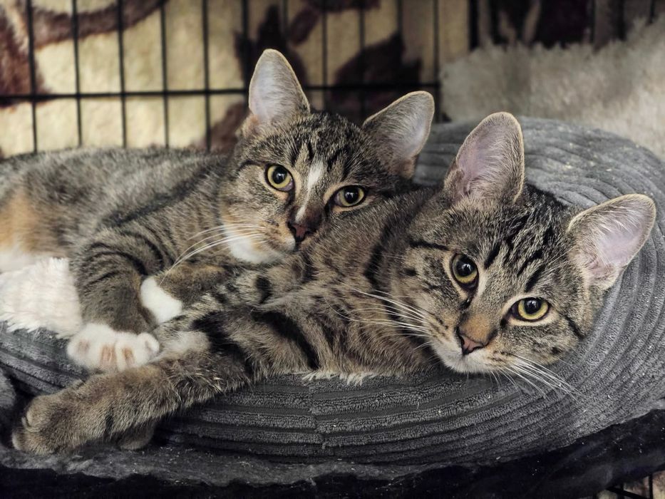 Carl i Chester szukają domów!