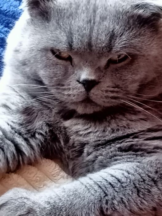 Вязка вислоухие ищет невесту