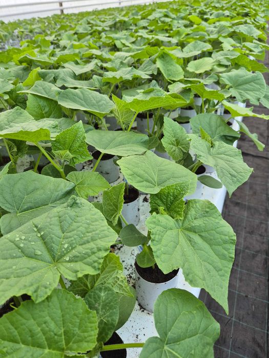 Rozsada ogórka szczepionego - Robaczyn, Waldemar Figlarz