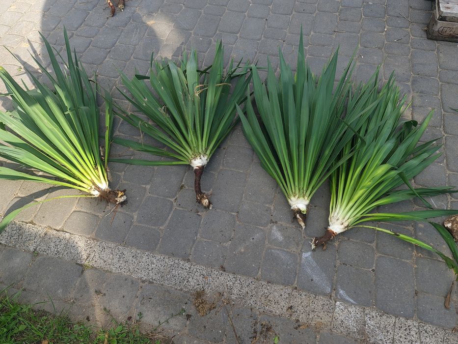 Juka ogrodowa kopana z gruntu