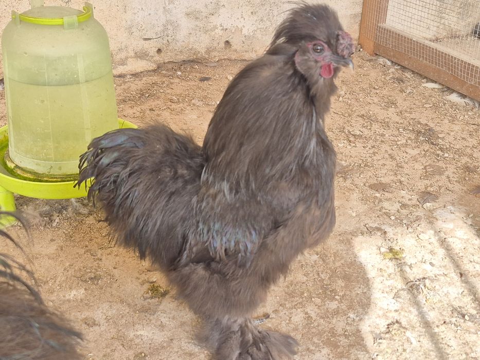 Sedosas do Japão  barbudas