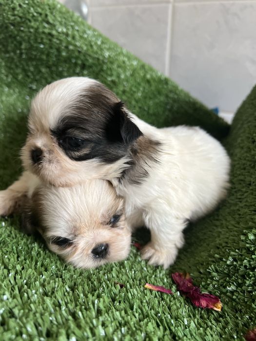 Shi-tzu.excelemte  femea pequenina