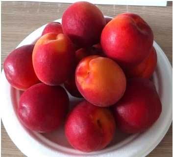 NOVIDADE  Árvore de ALPERCE VERMELHO