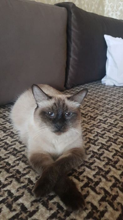 Сіамські кошенята.