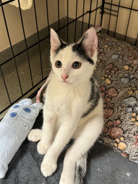 Maluszki kotki do adopcji