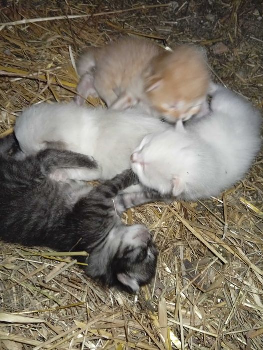 Gatinhas para doar