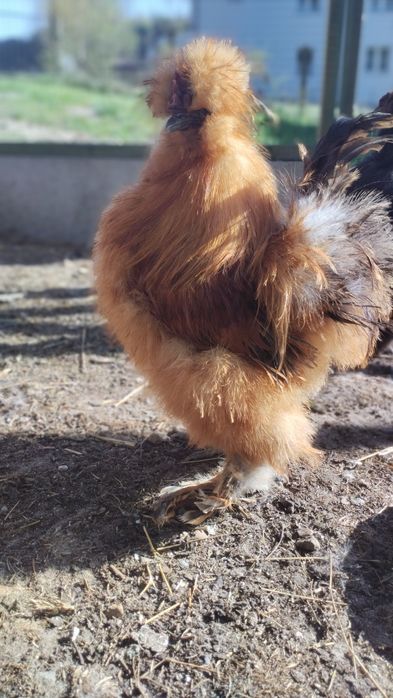 Piękny kogut silki