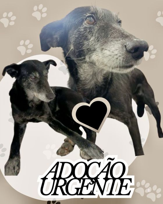 Cão macho para adoção responsável