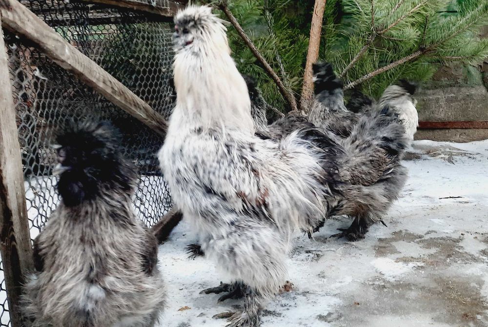 яйцо инкубационное Silkie китайская шёлковая оплод не менее 90%+бонус