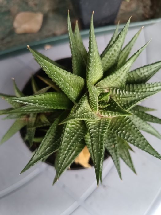 Haworthia limifolia