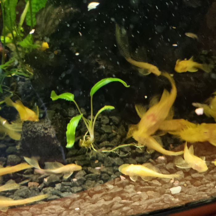 Glonojady albinos