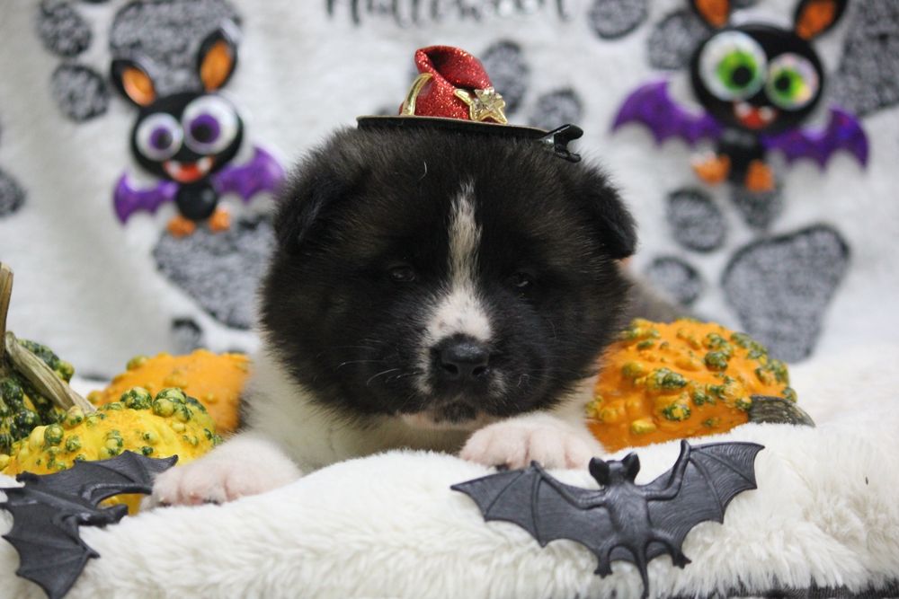 Американська акіта